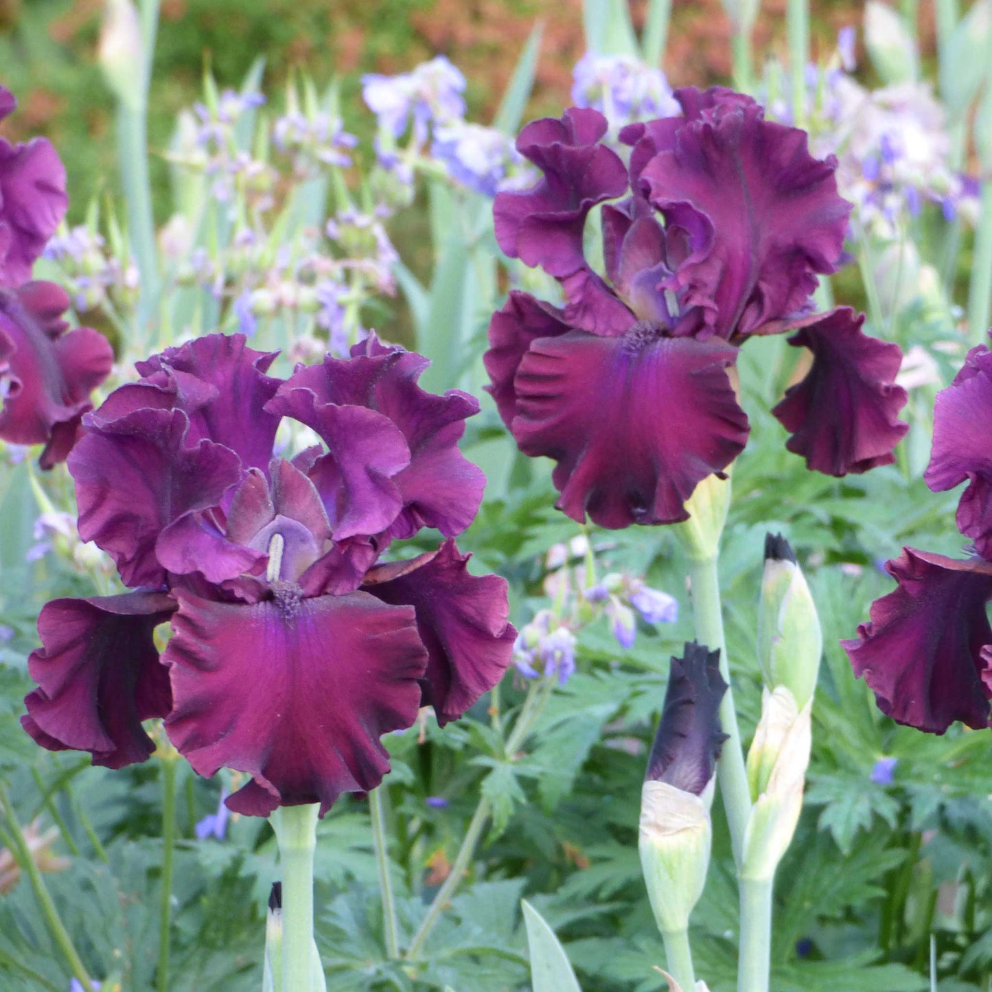 bearded iris tin cup chalice