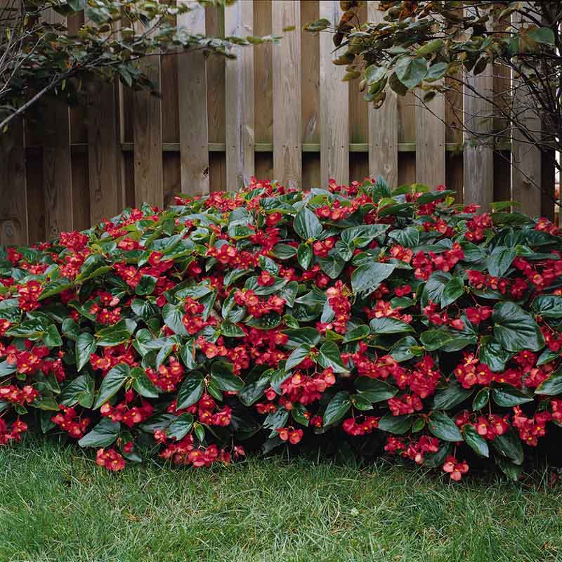 begonia dragon wing red