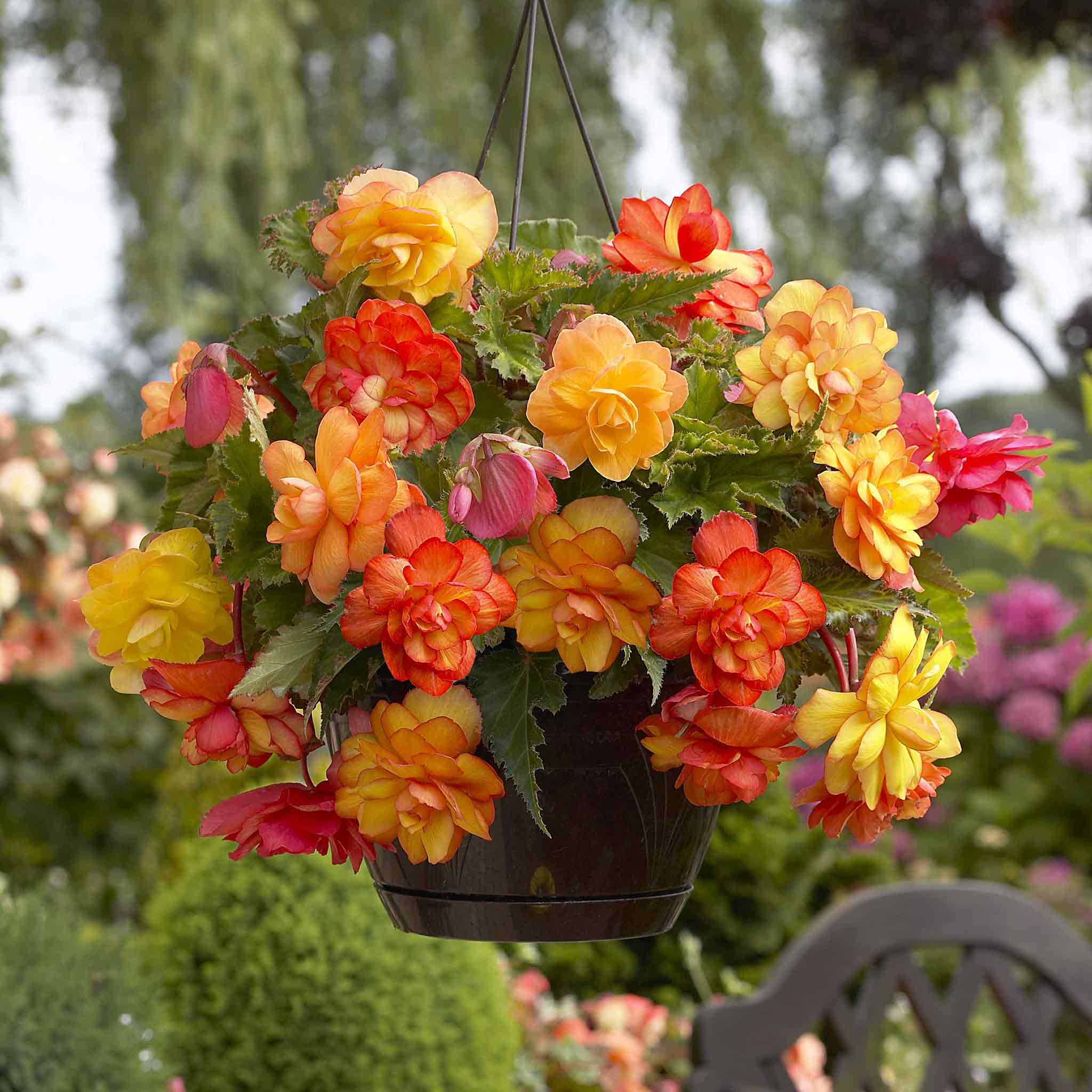 begonia golden balcony