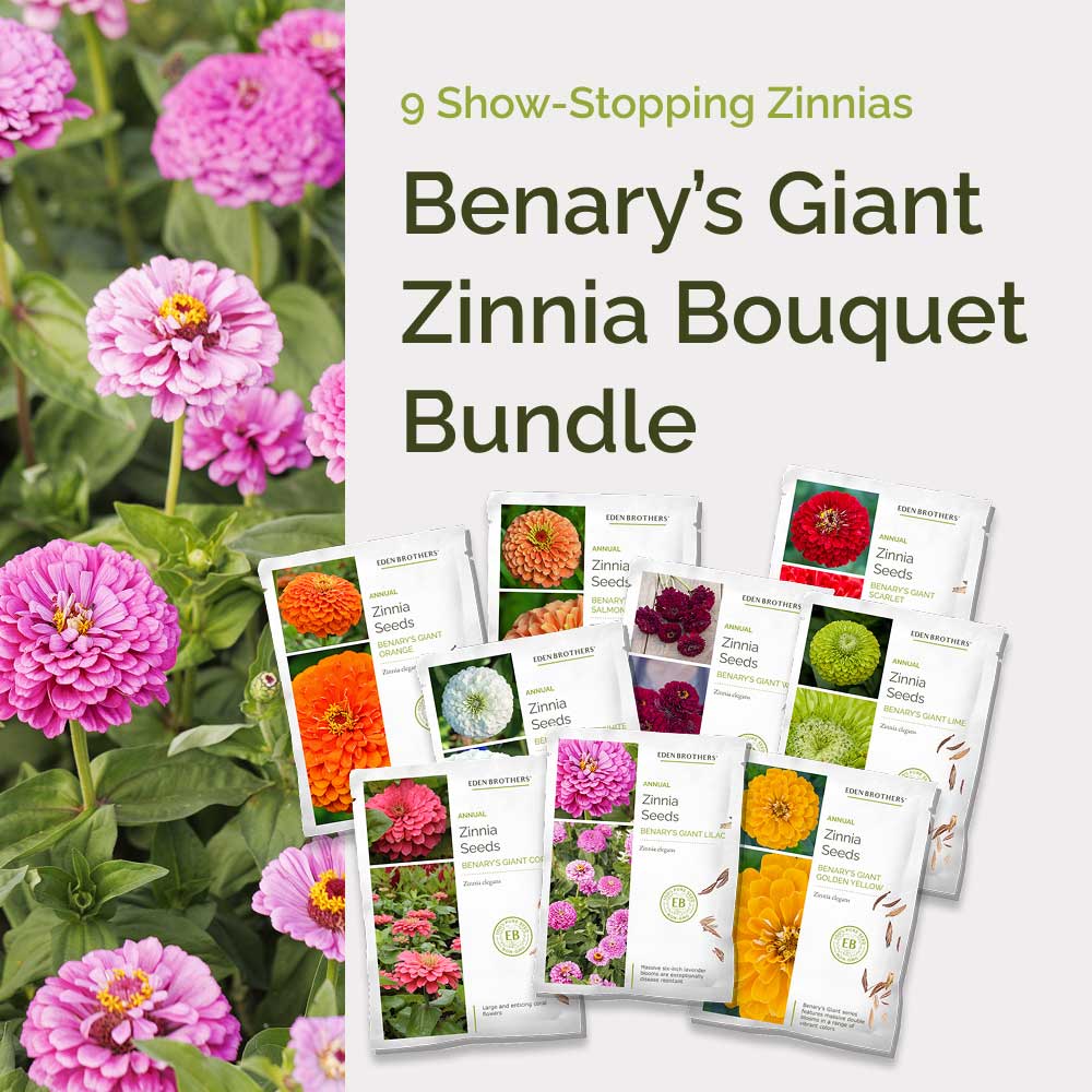 Benary's Giant Zinnia Bouquet Bundle – Eden Brothers