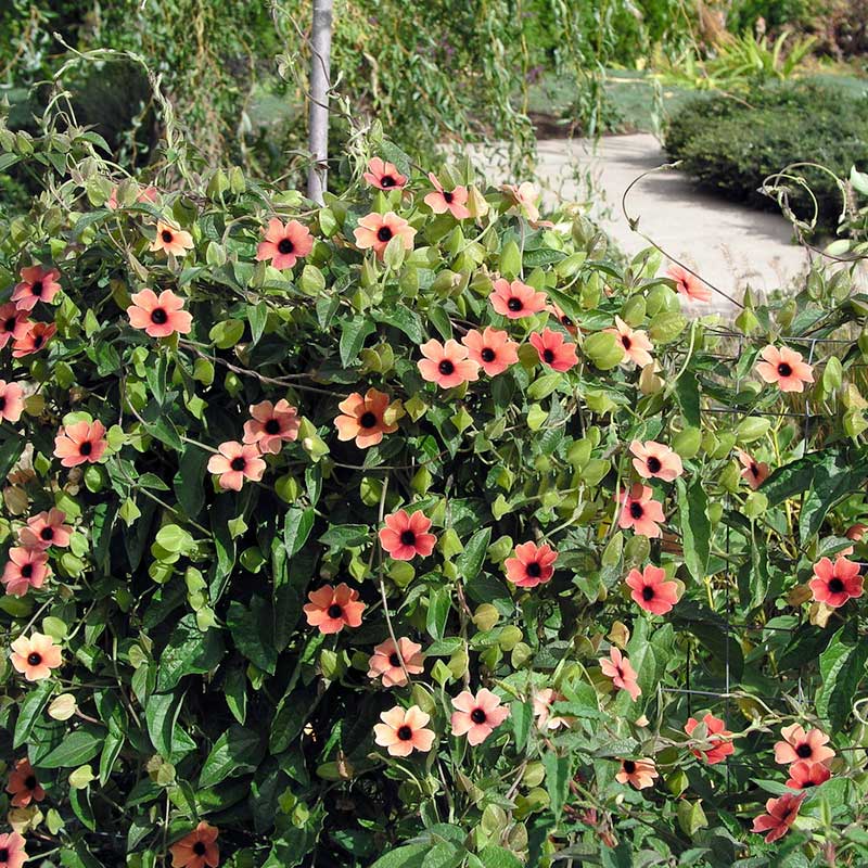 black eyed susan blushing susie | copyright: Floramedia UK Ltd