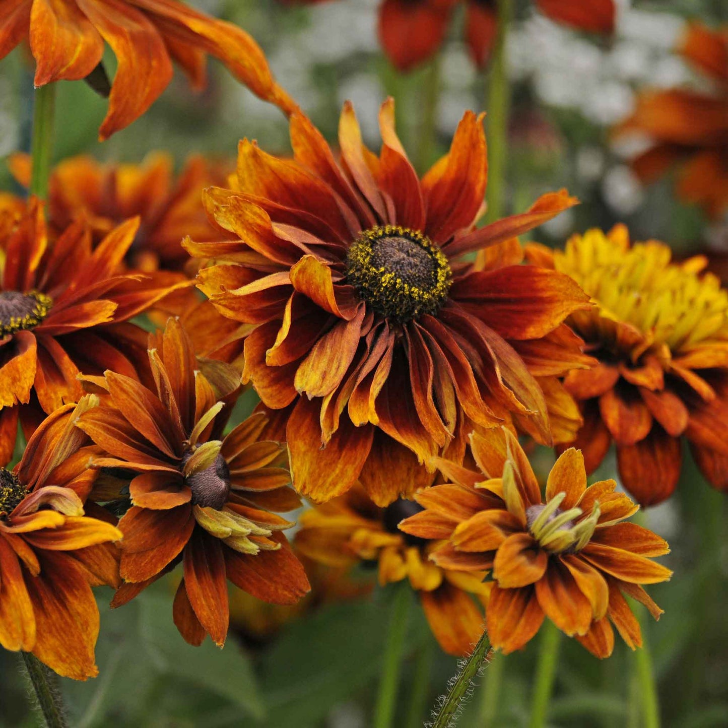 black eyed susan cherokee sunset