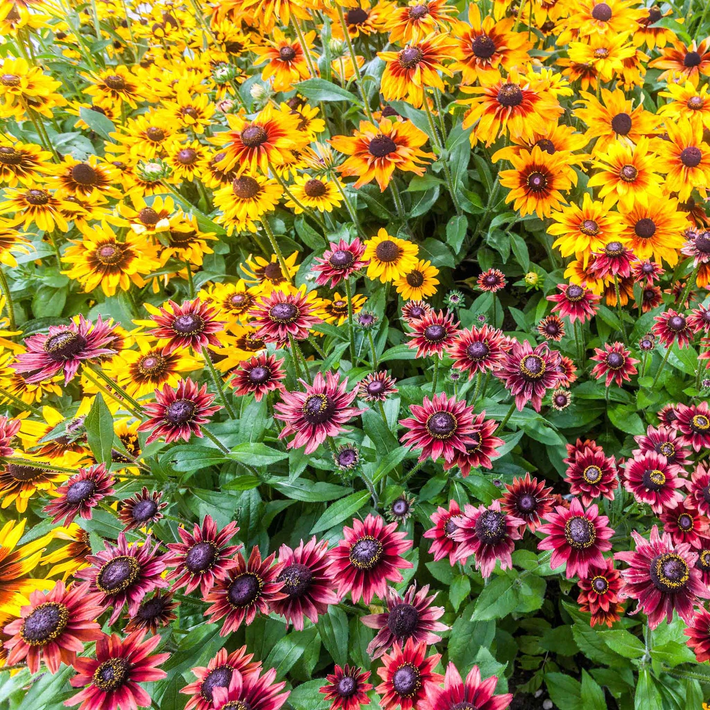 black eyed susan cherry brandy