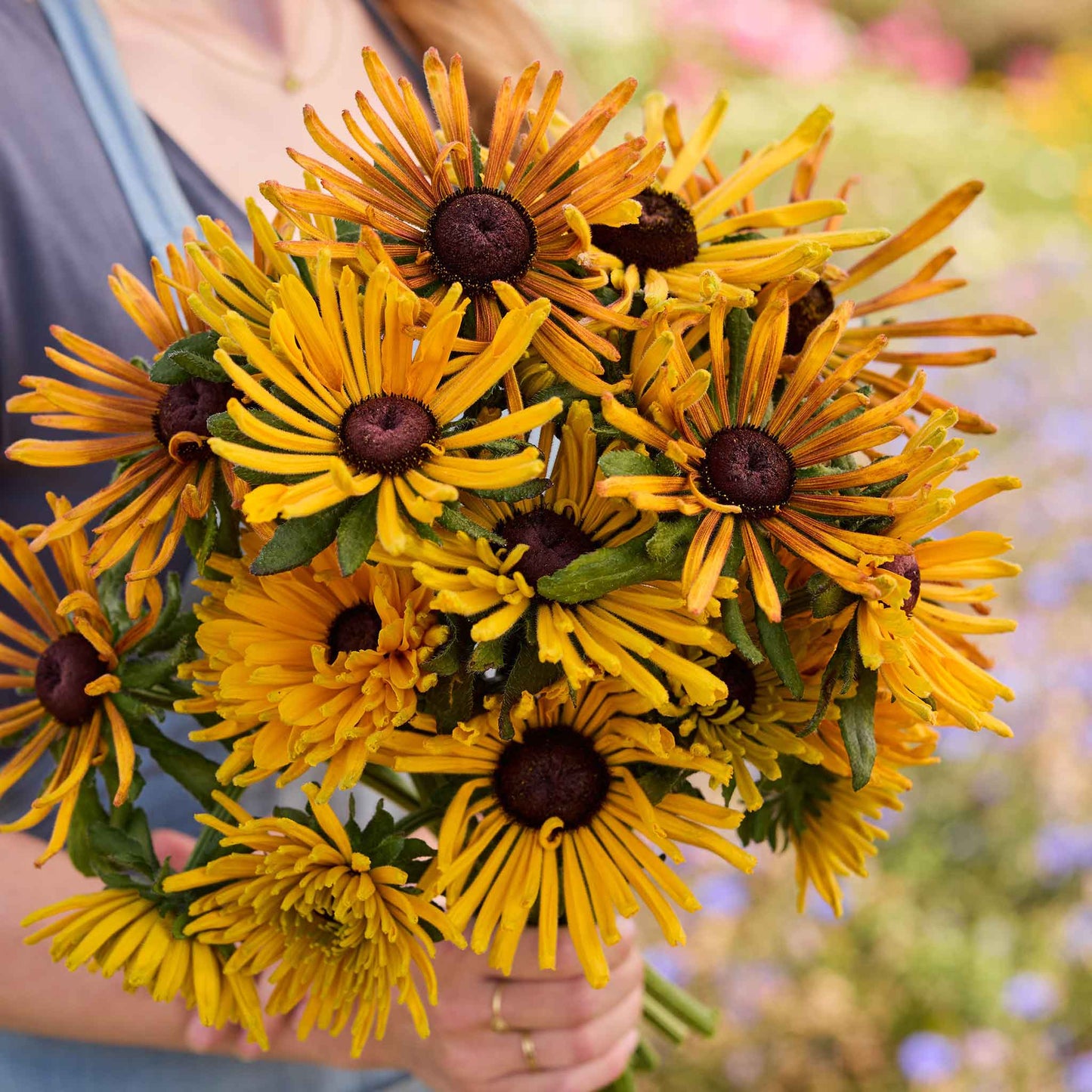 Bouquet of yellow black eyed susan chim chiminee held by a person with a blurred natural background