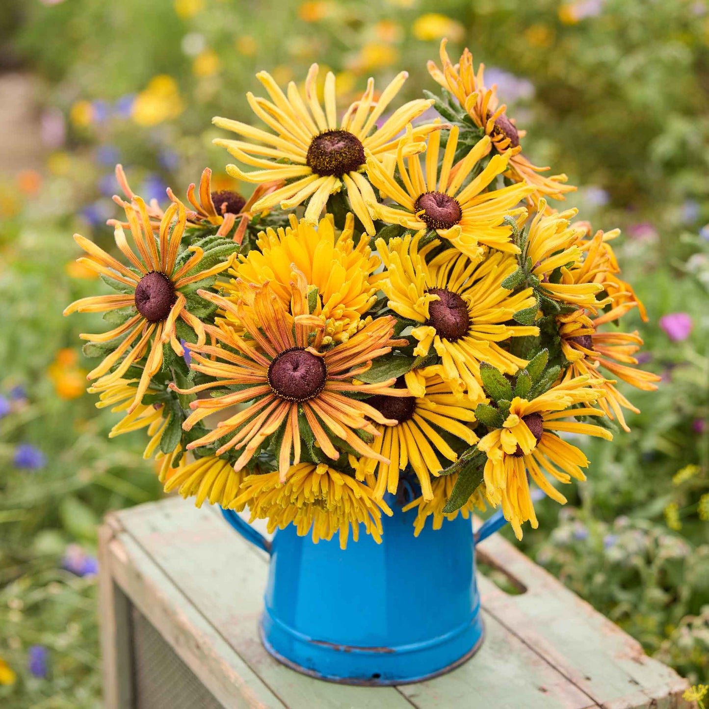 Bouquet of black eyed susan chim chiminee flowers in a blue container on a wooden surface with a garden background