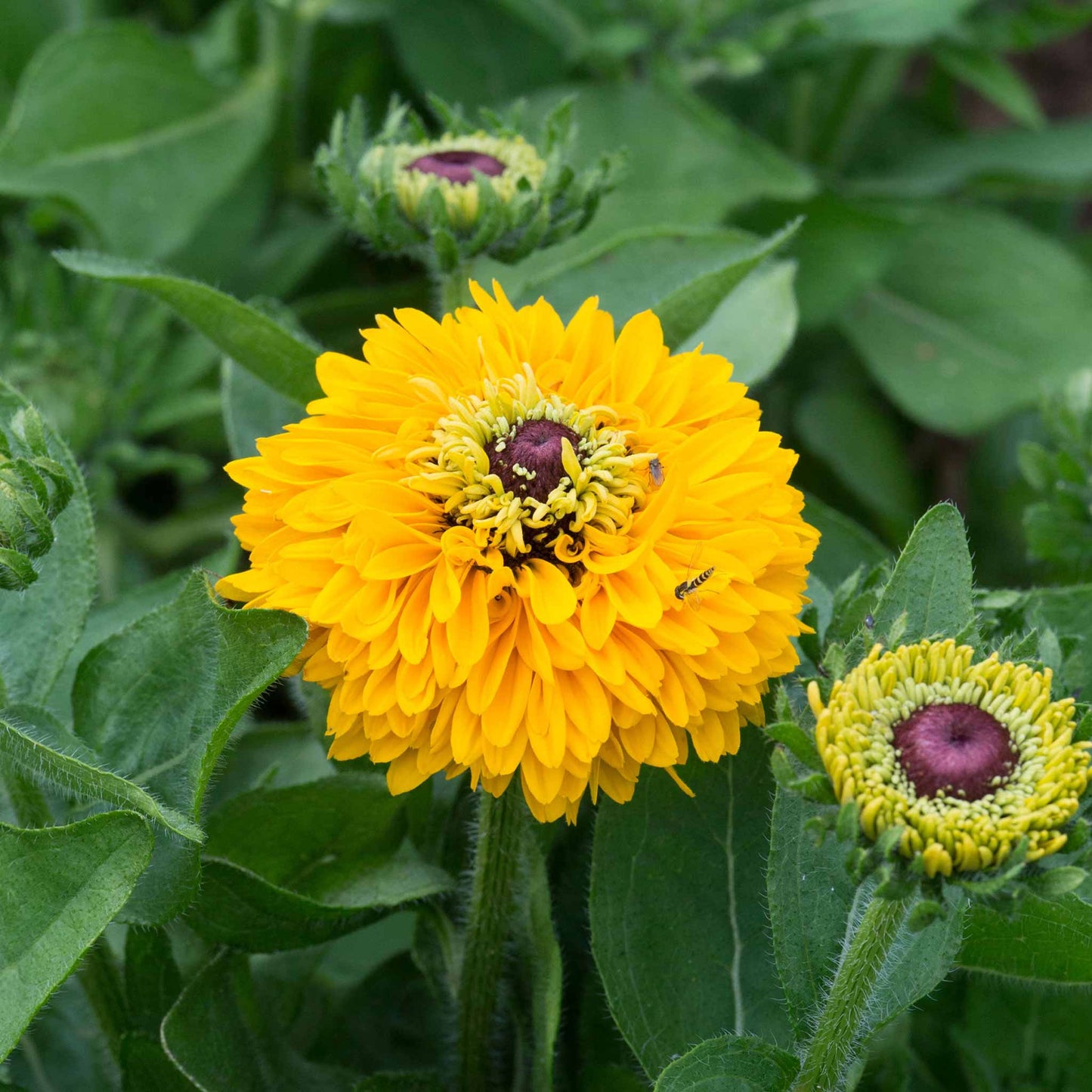 black eyed susan maya