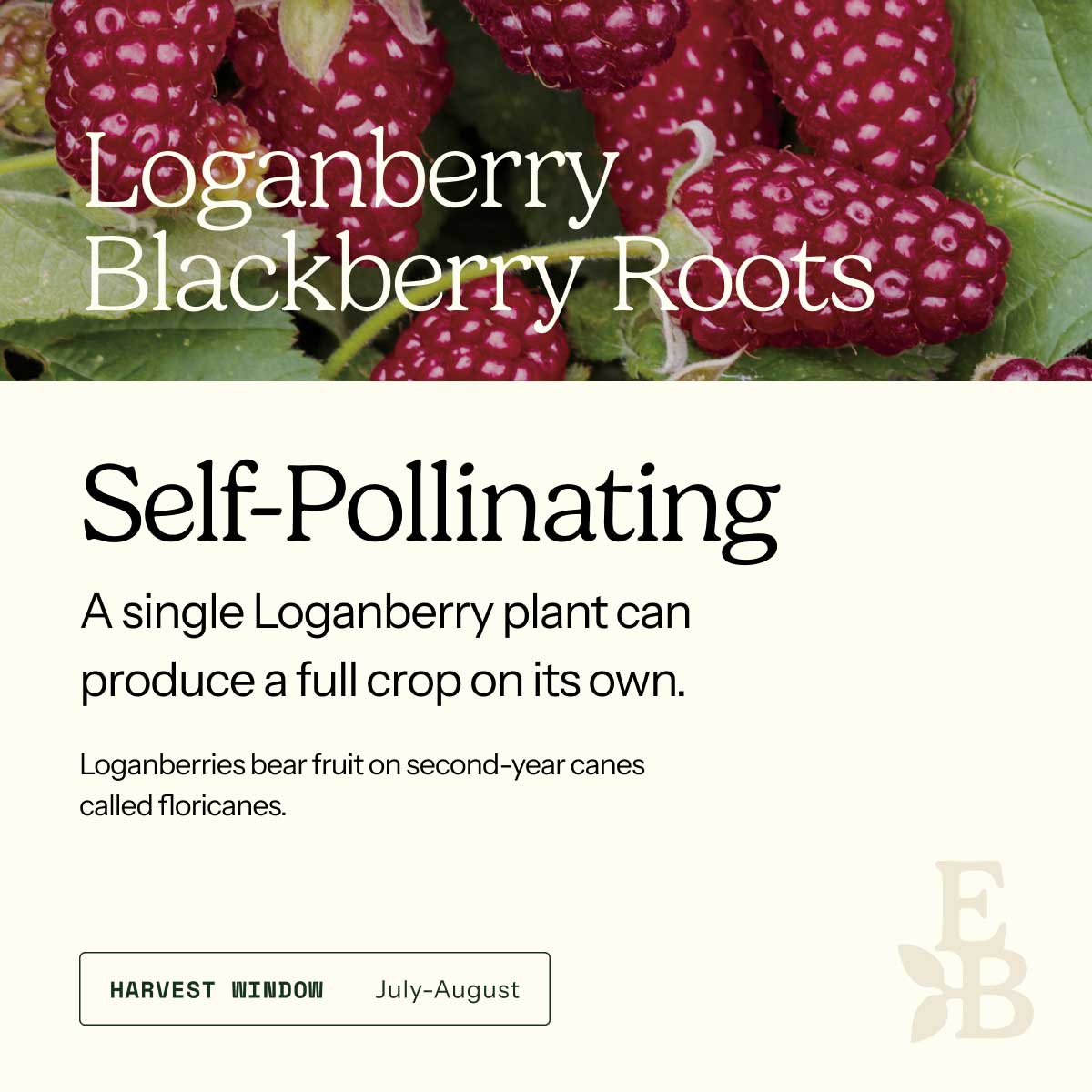 Graphic for loganberry roots explaining self pollination