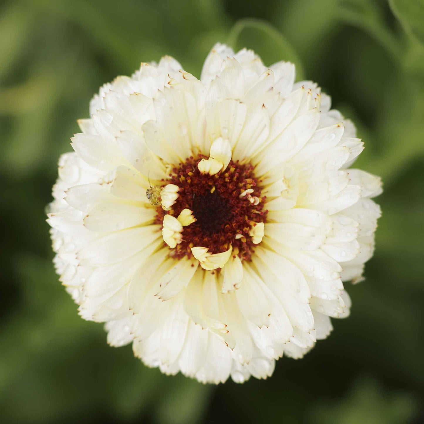 calendula ivory princess