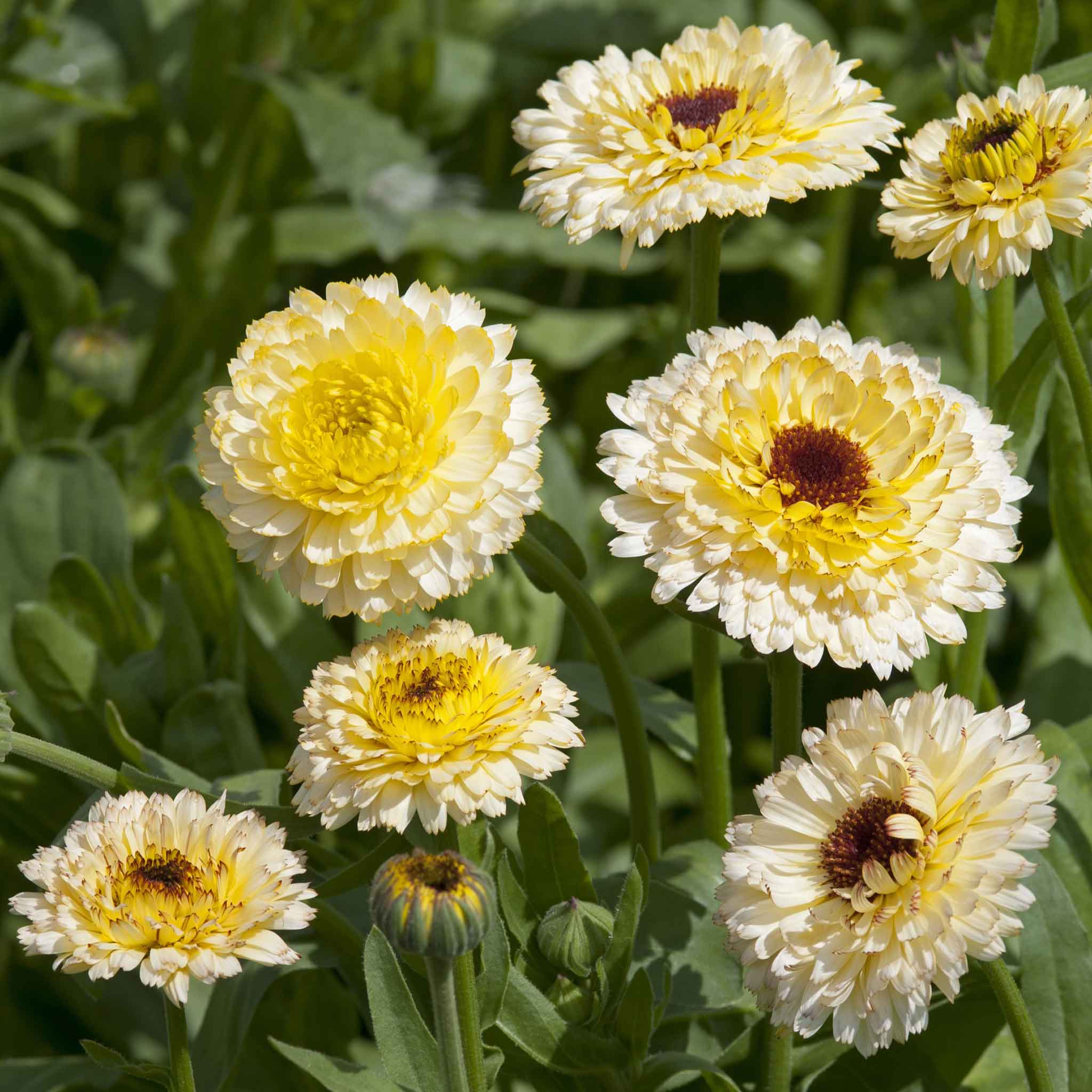 calendula ivory princess