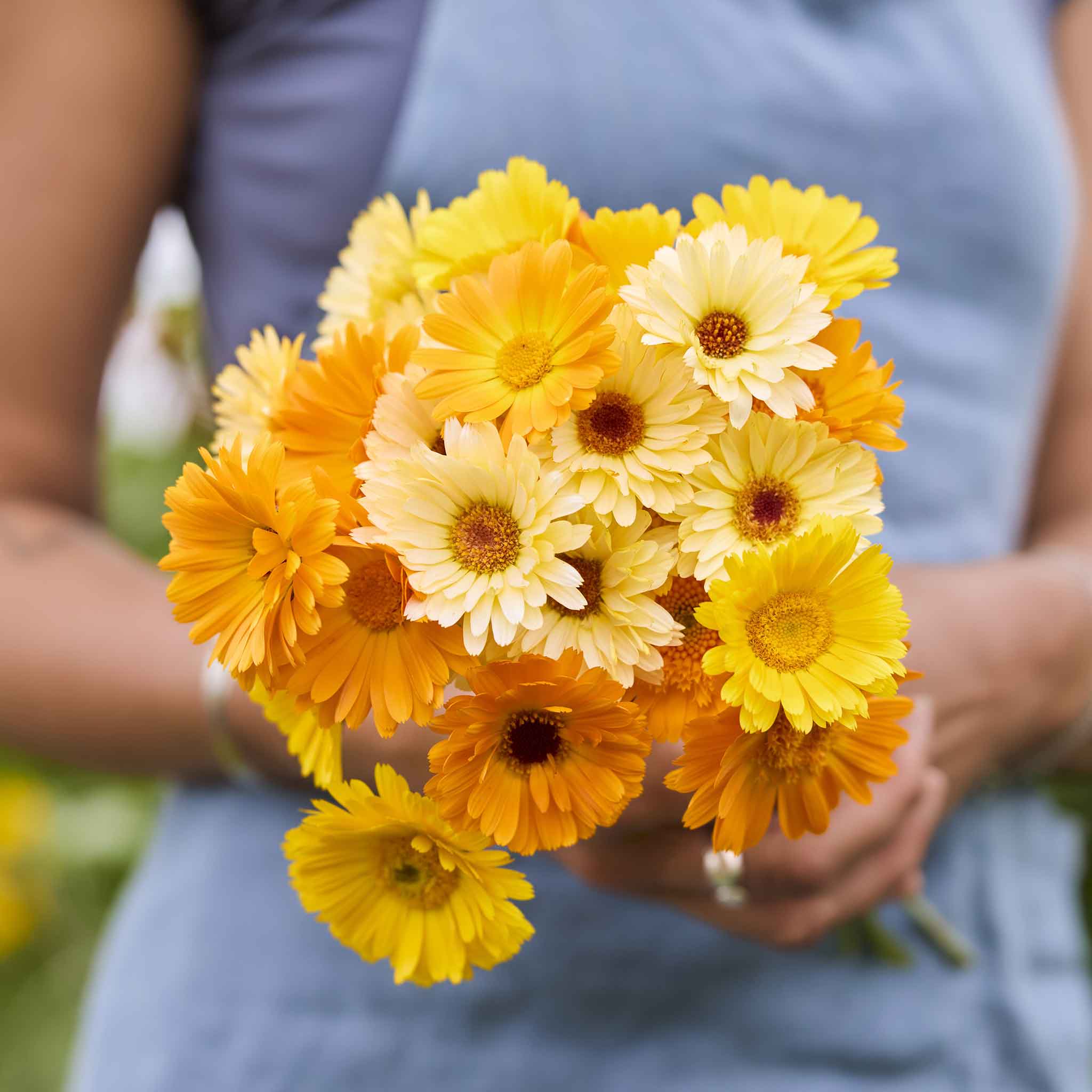 Bouquet of yellow and orange calendula kinglet mix flowers held by a person wearing a blue shirt.