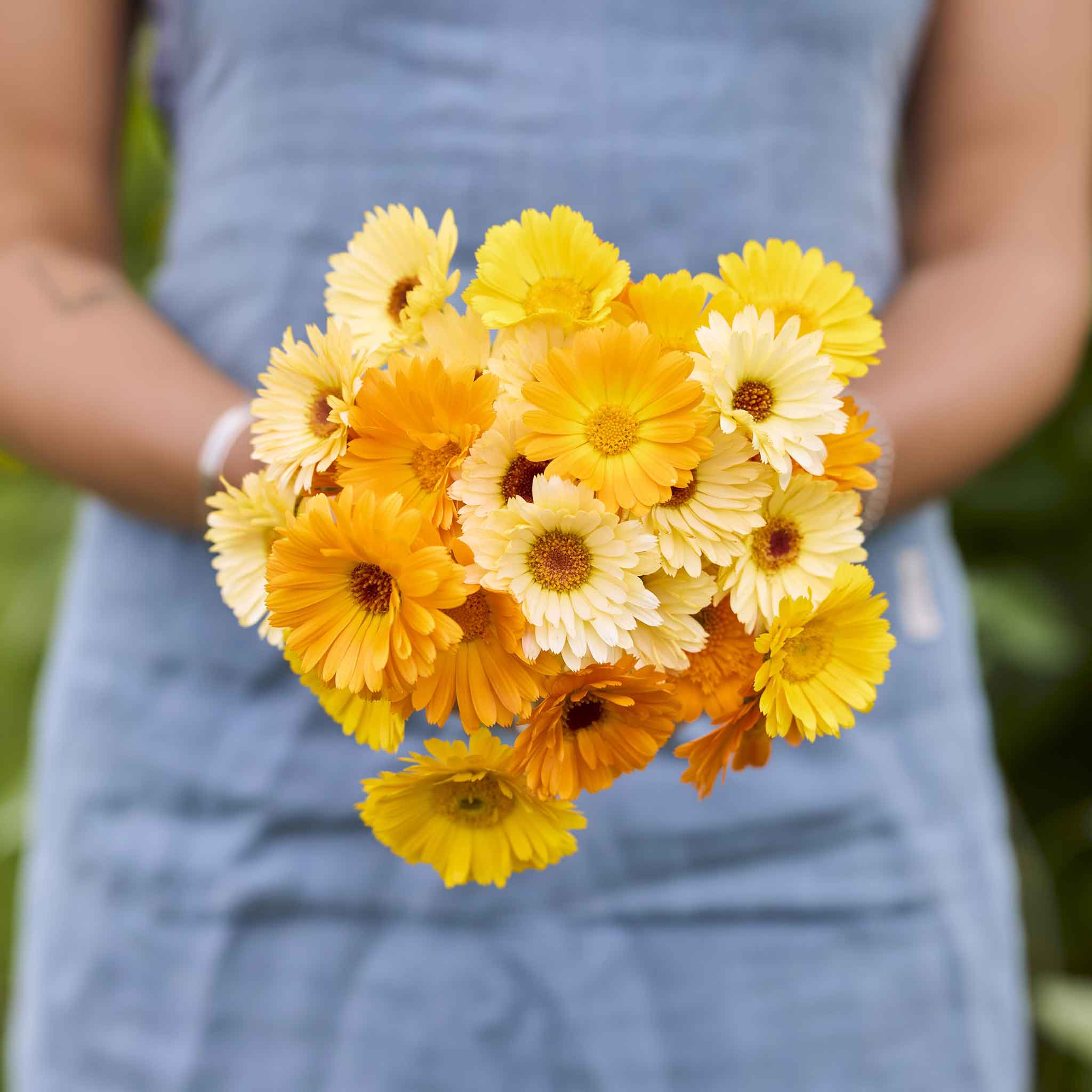 Bouquet of yellow and orange calendula kinglet mix flowers held by a person wearing a blue shirt.