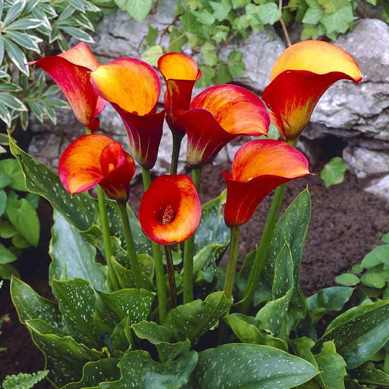 calla lily flame