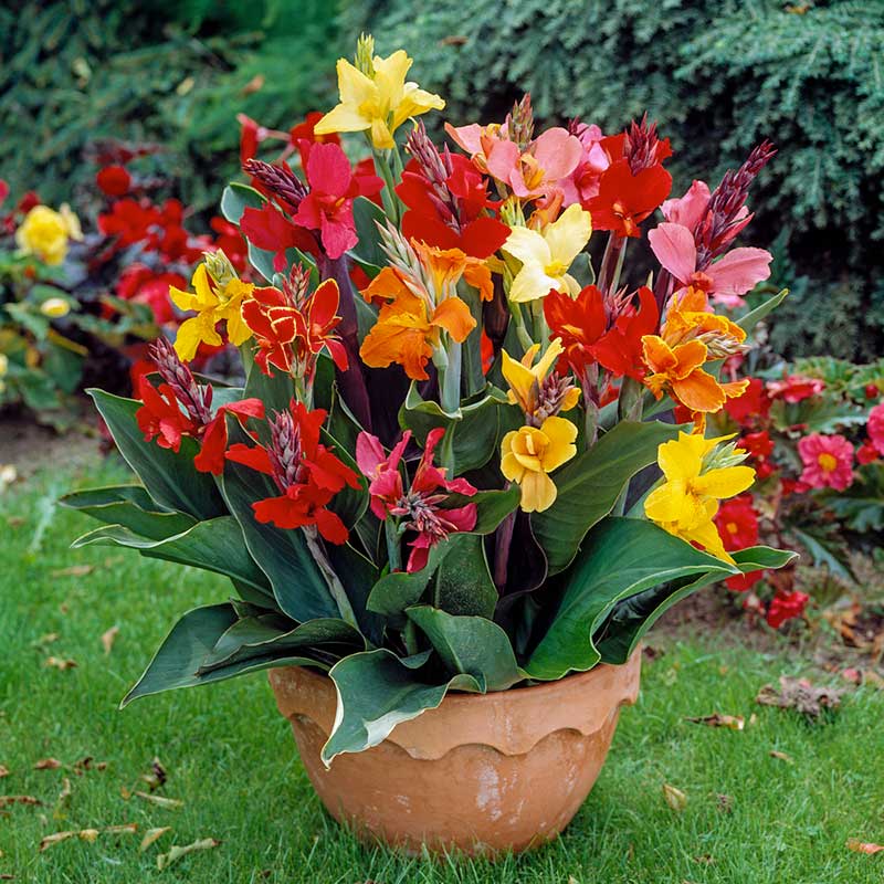 canna lily flower bed Canna Lily Bulbs - Dwarf Mix | Spring Flower Bulbs