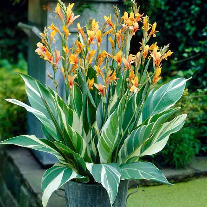 canna lily stuttgart