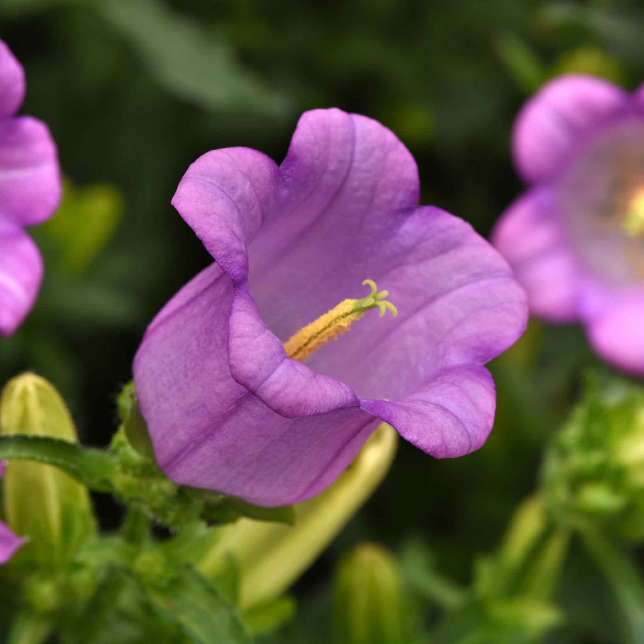 canterbury bells campana lilac
