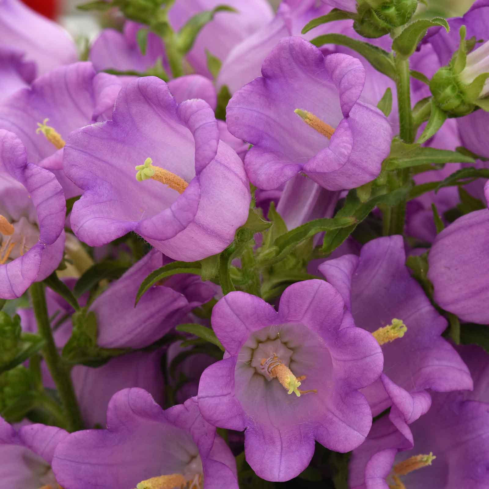 canterbury bells campana lilac