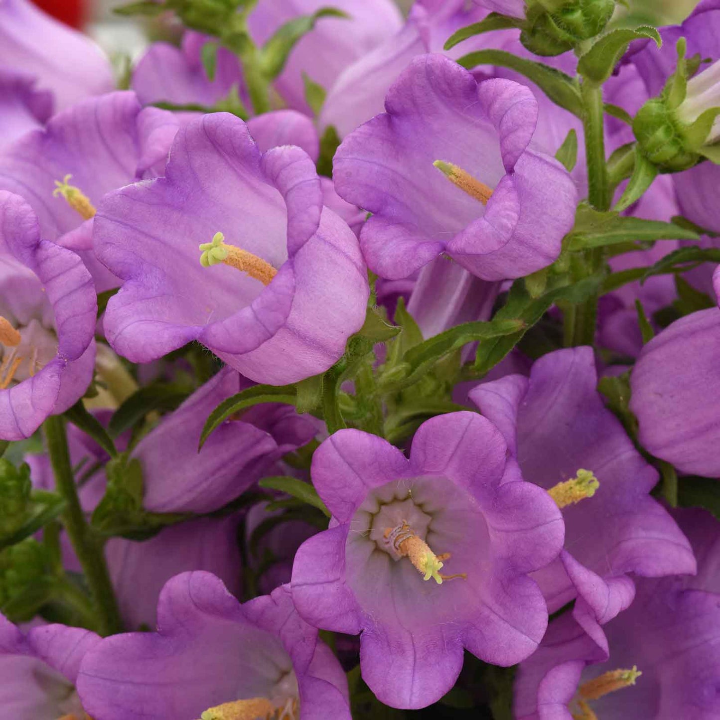 canterbury bells campana lilac