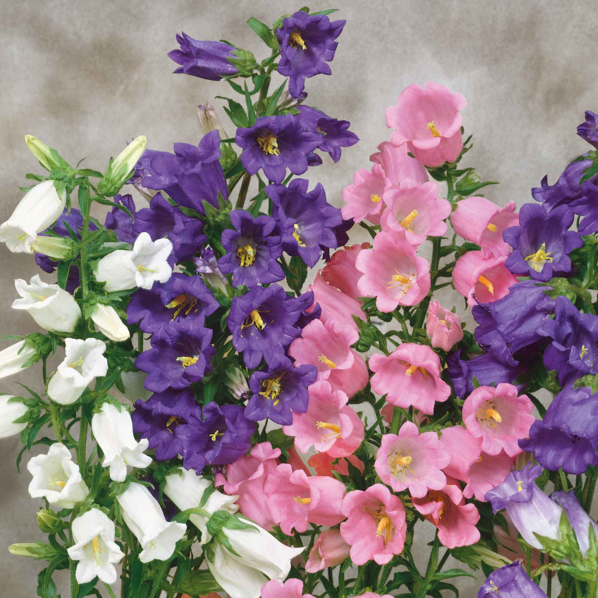 canterbury bells mixed