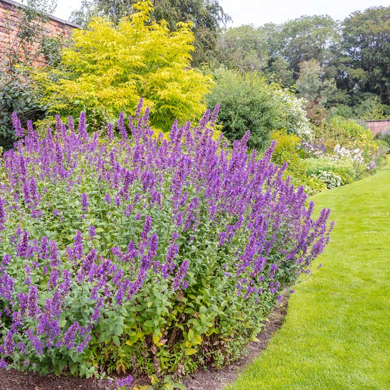 Vibrant purple catmint flowers with soft green foliage, showcasing their delicate beauty.
