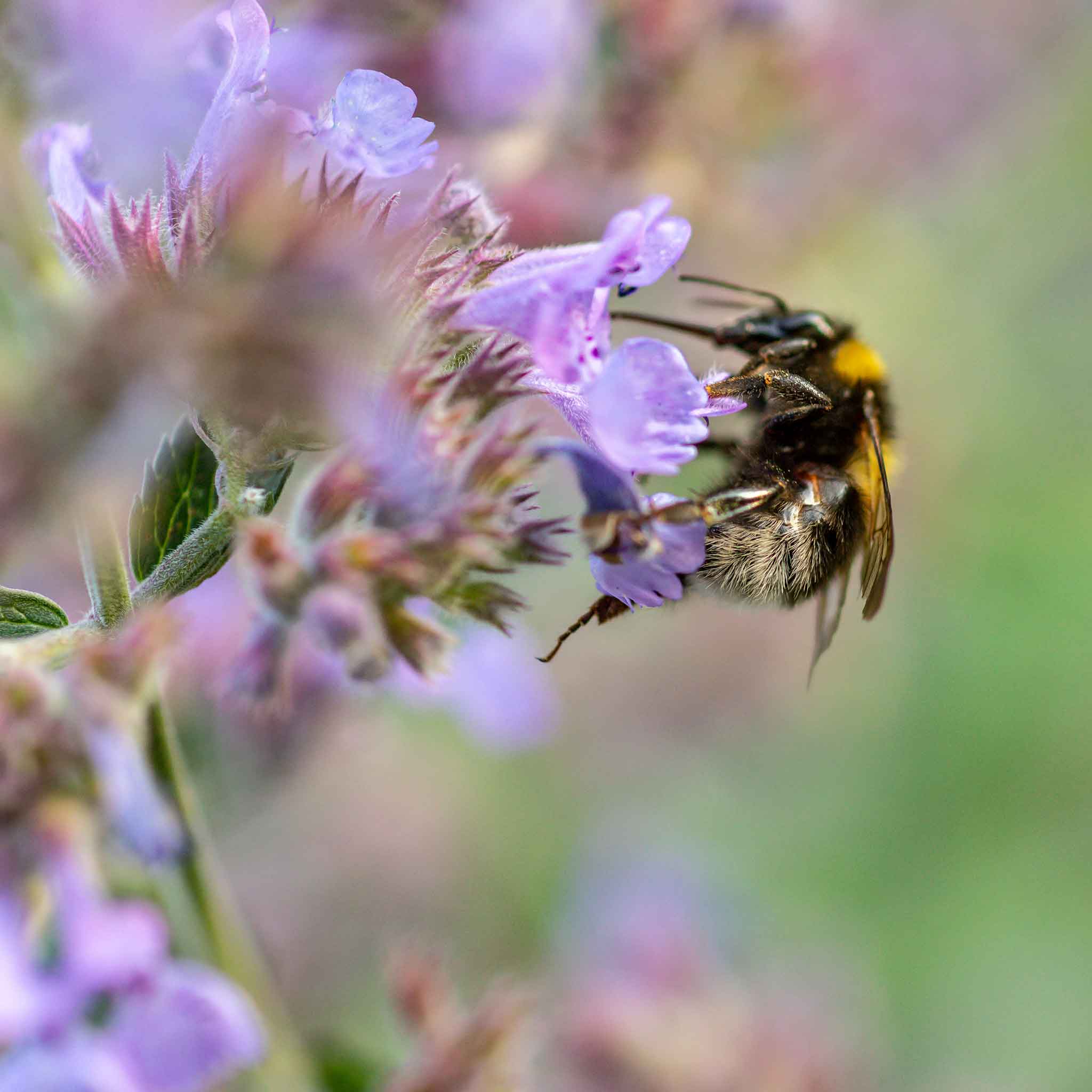 Focus is on a bee atop a vibrant patch of catmint flowers.
