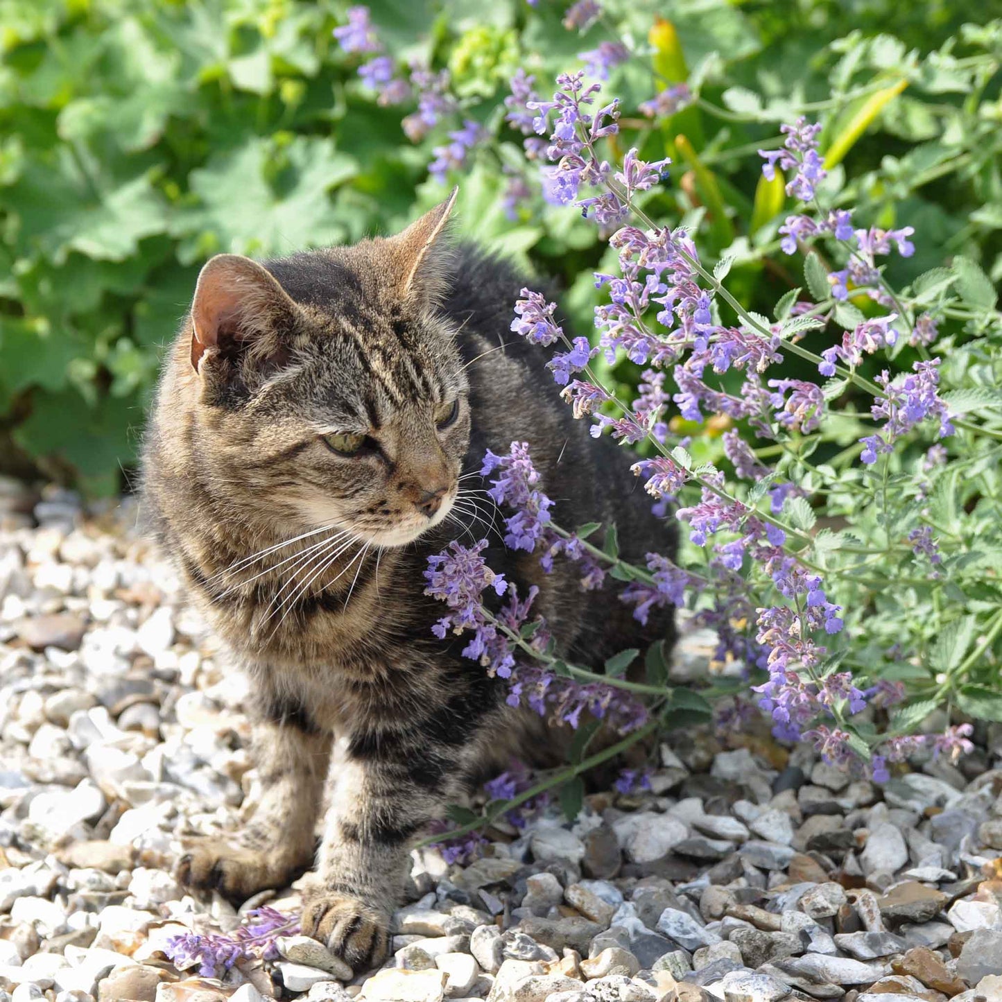 A cat on a gravel path stops to smell vibrant purple catmint flowers.