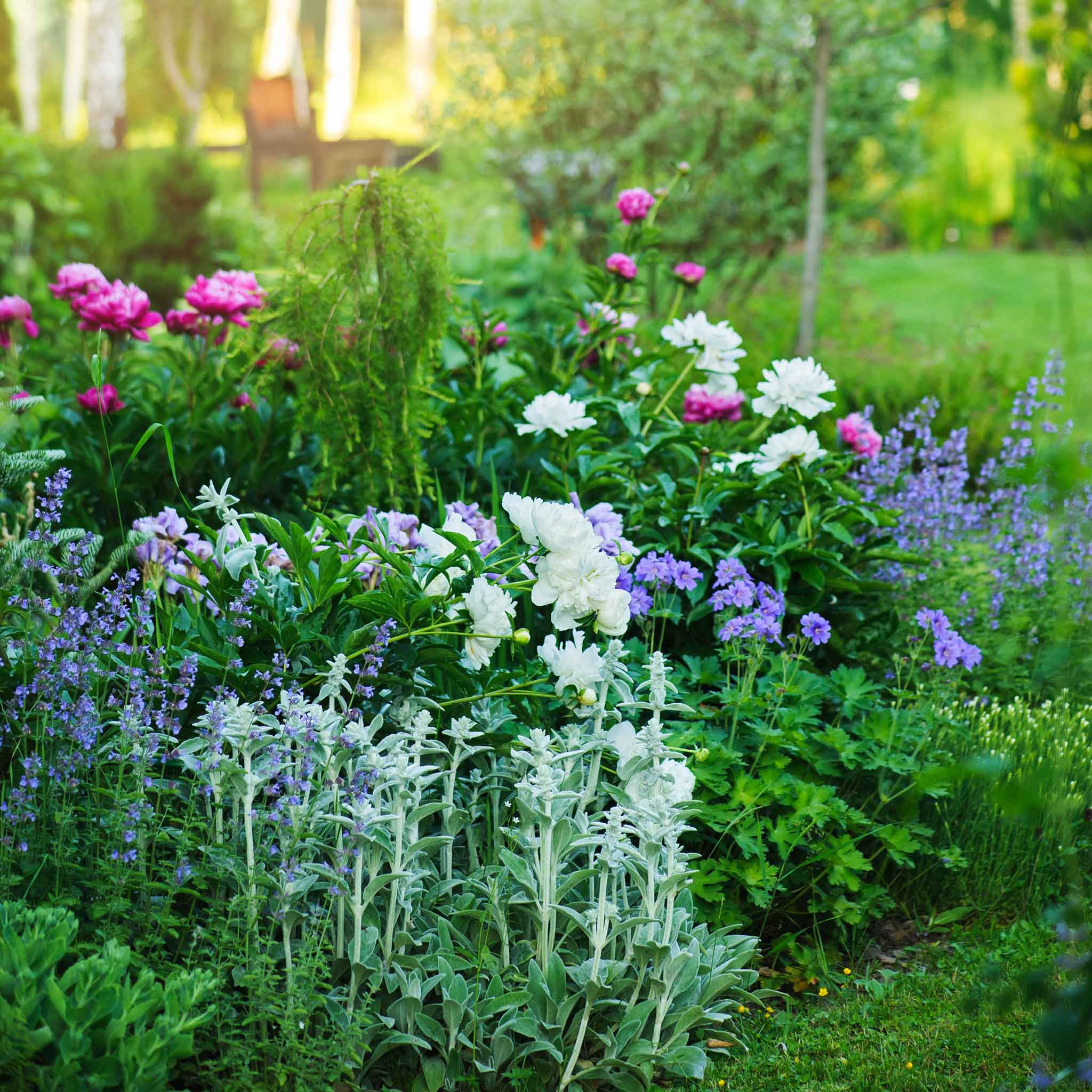 Landscape shot of purple catmint flowers with green foliage next to other colorful plantings.