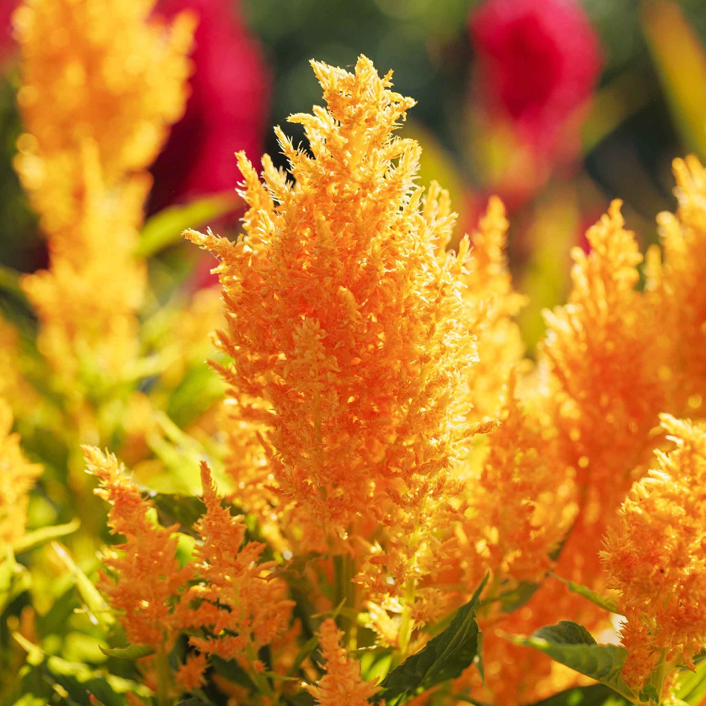Close-up of a vibrant plume mixed pampas plume celosia flowers with green leaves.