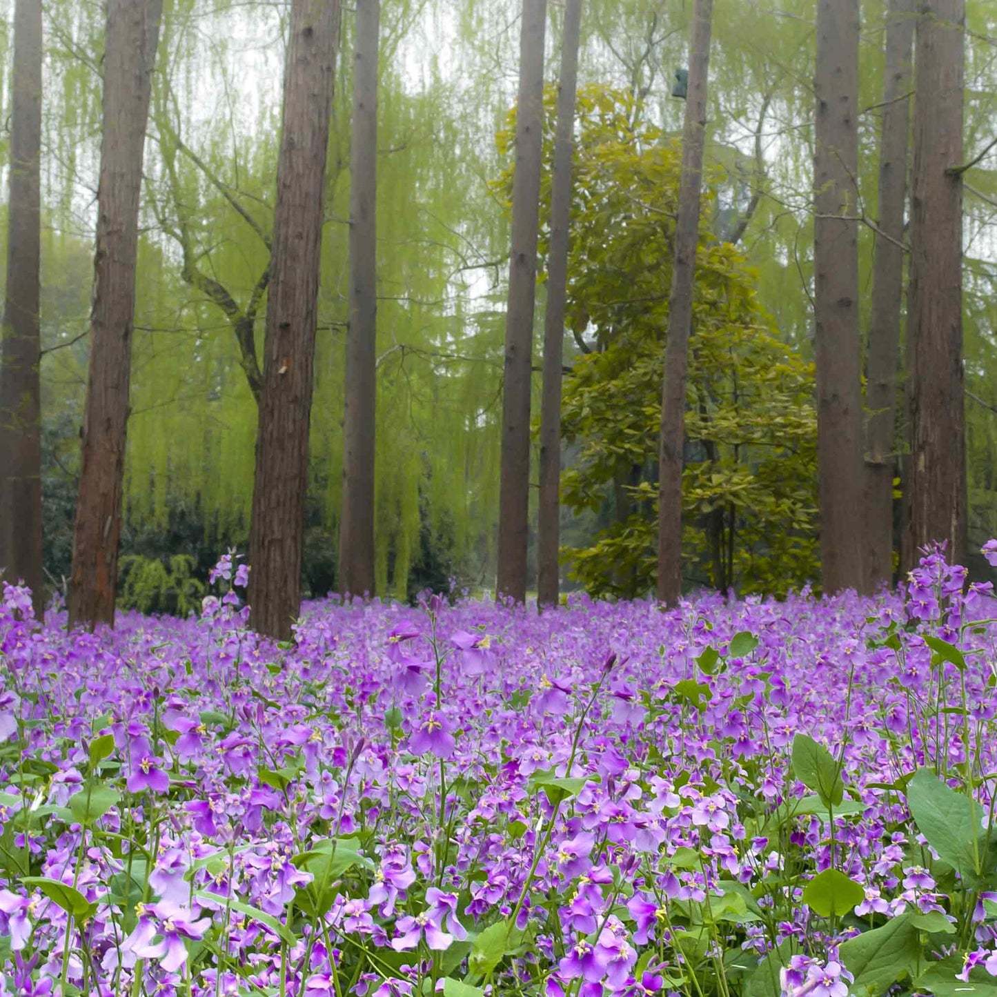 chinese violet cress