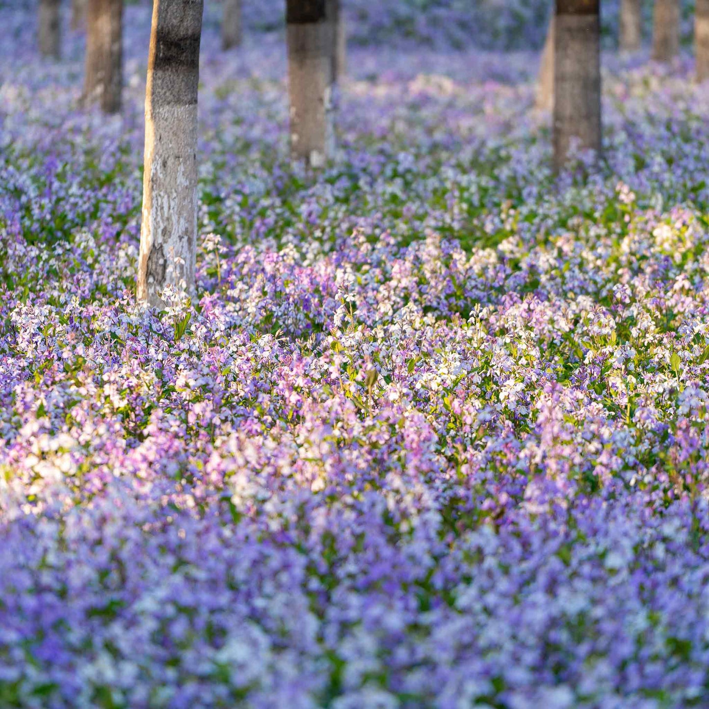 chinese violet cress