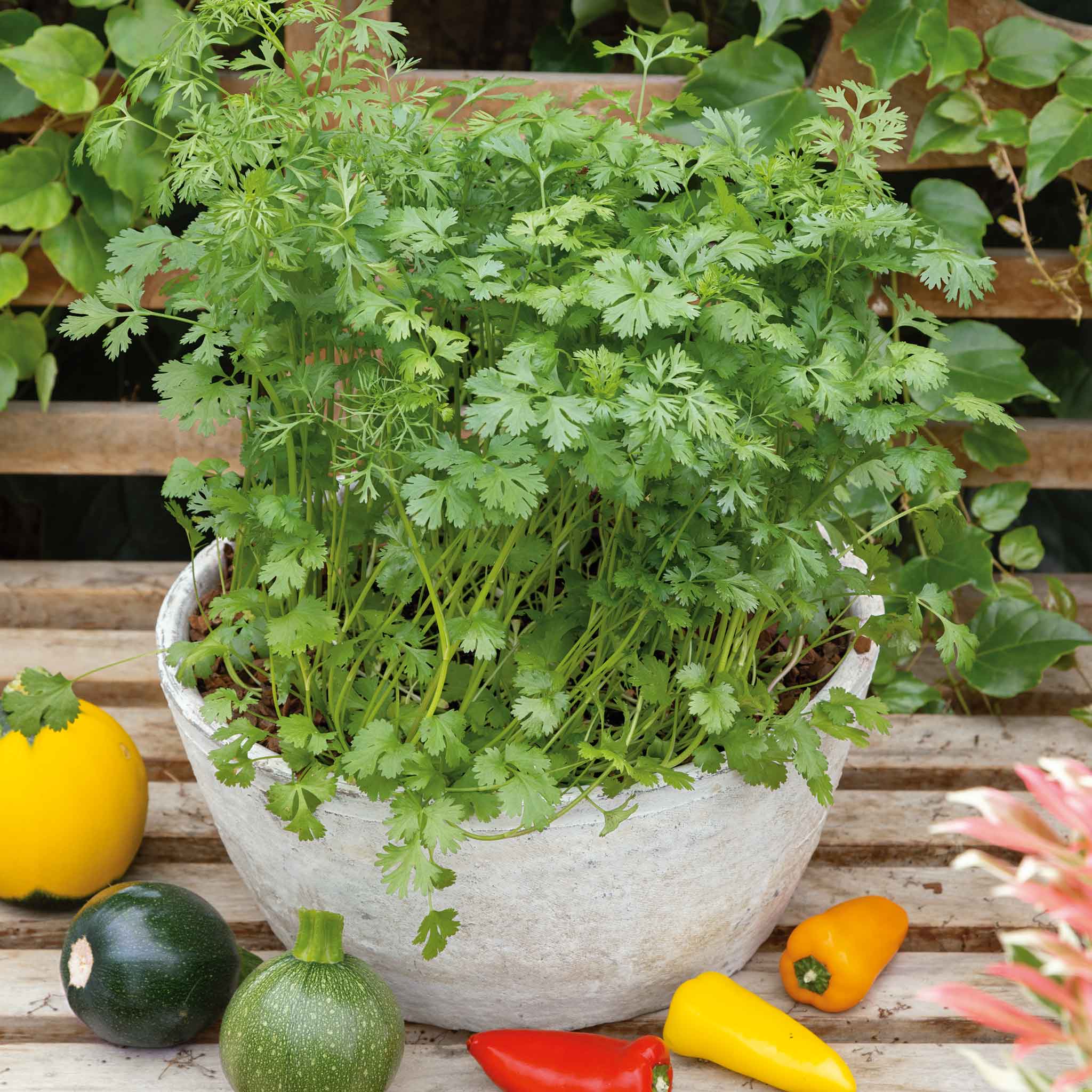 thumbnail image 2 of Cilantro Seeds – Leisure Splits, NON-GMO, Ngò Rí, Fresh Garden Herb Seeds For 2025 2 of 2