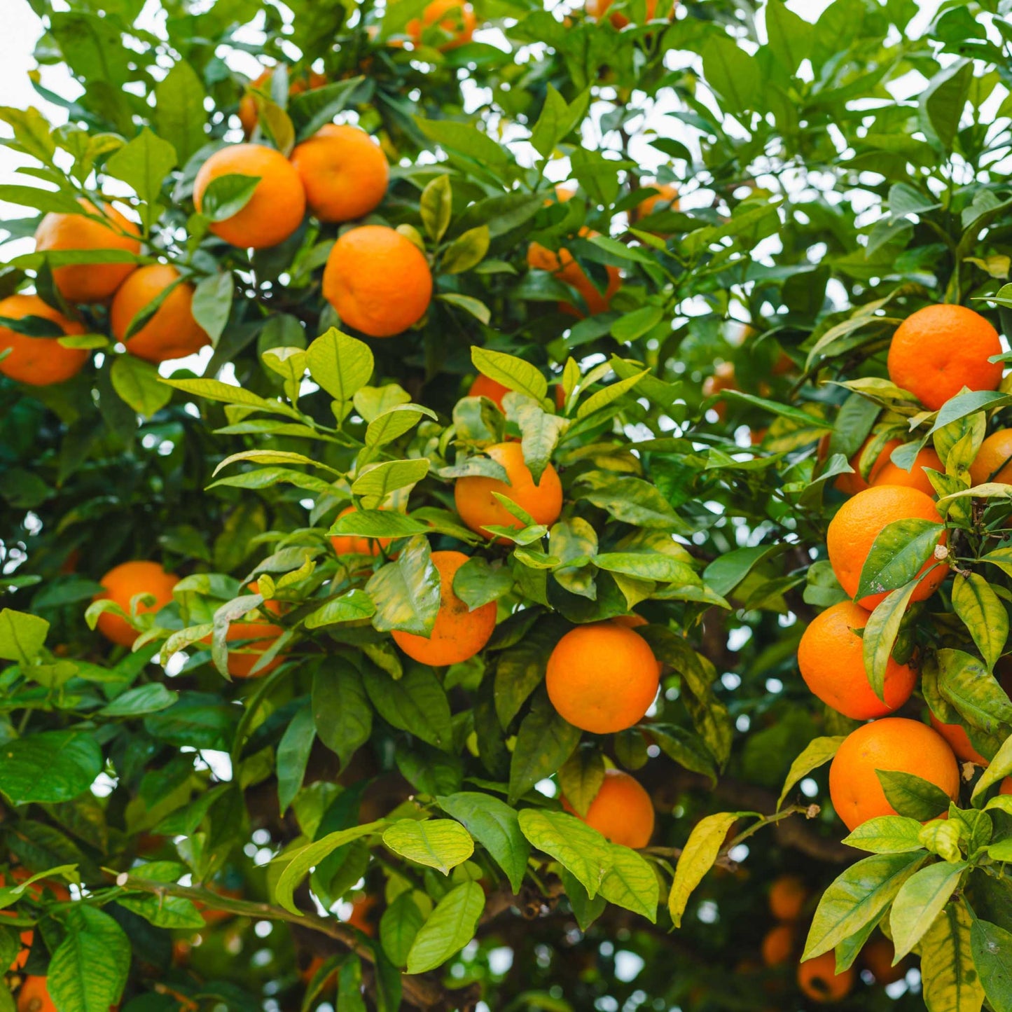 Clementine Mandarin Tree