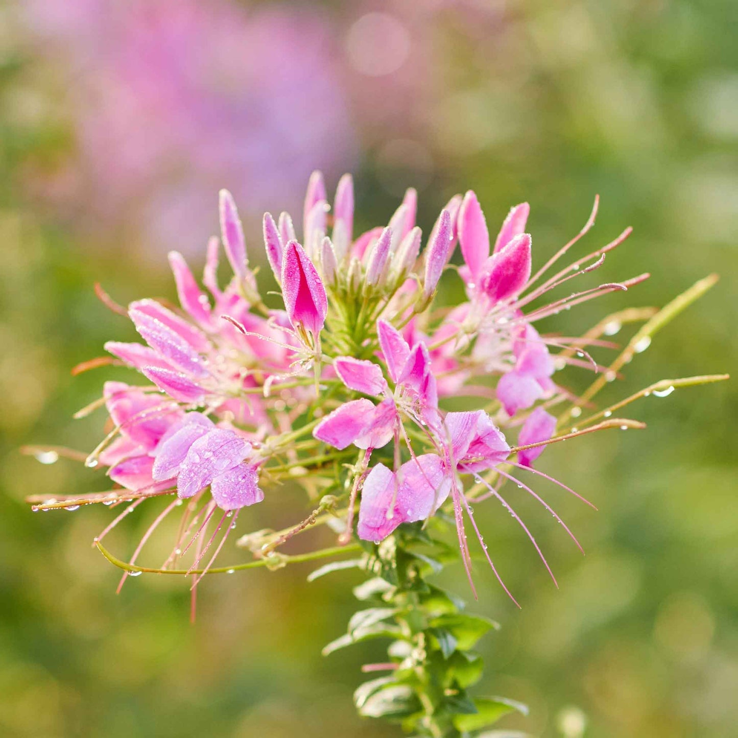 cleome cherry queen