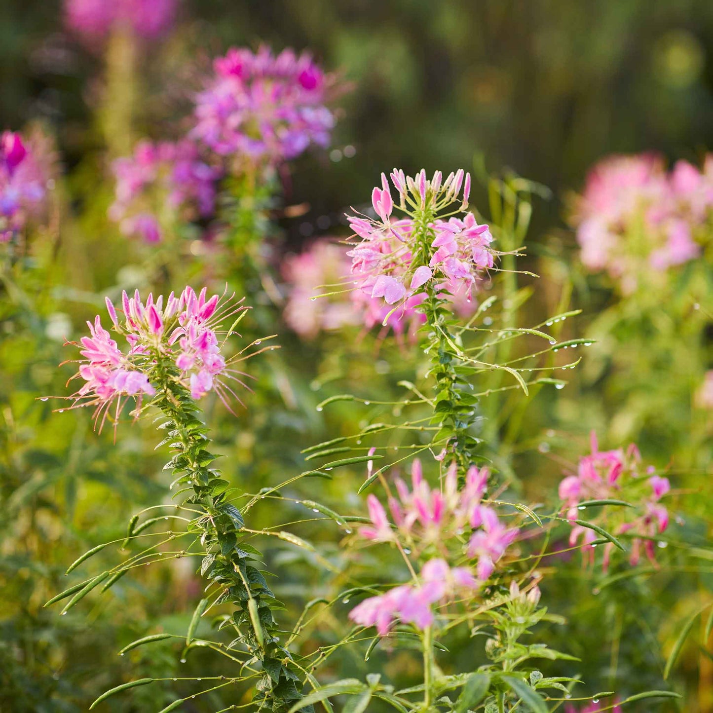 cleome cherry queen