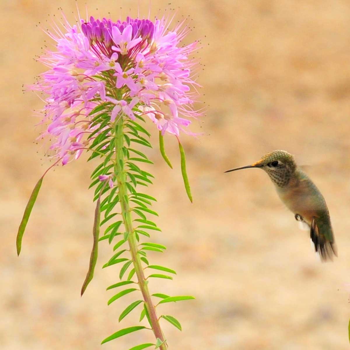 cleome rocky mountain beeplant