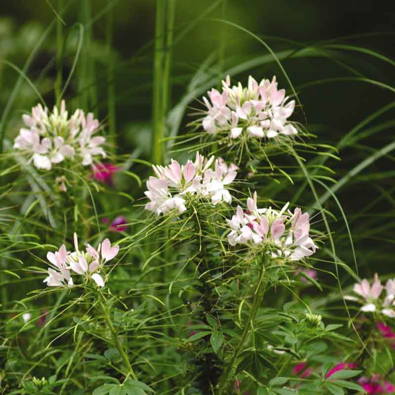 cleome sparkler blush