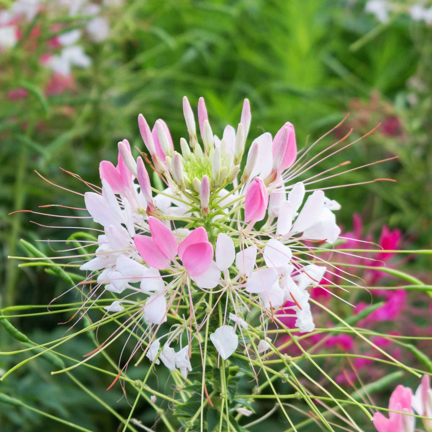 cleome sparkler blush