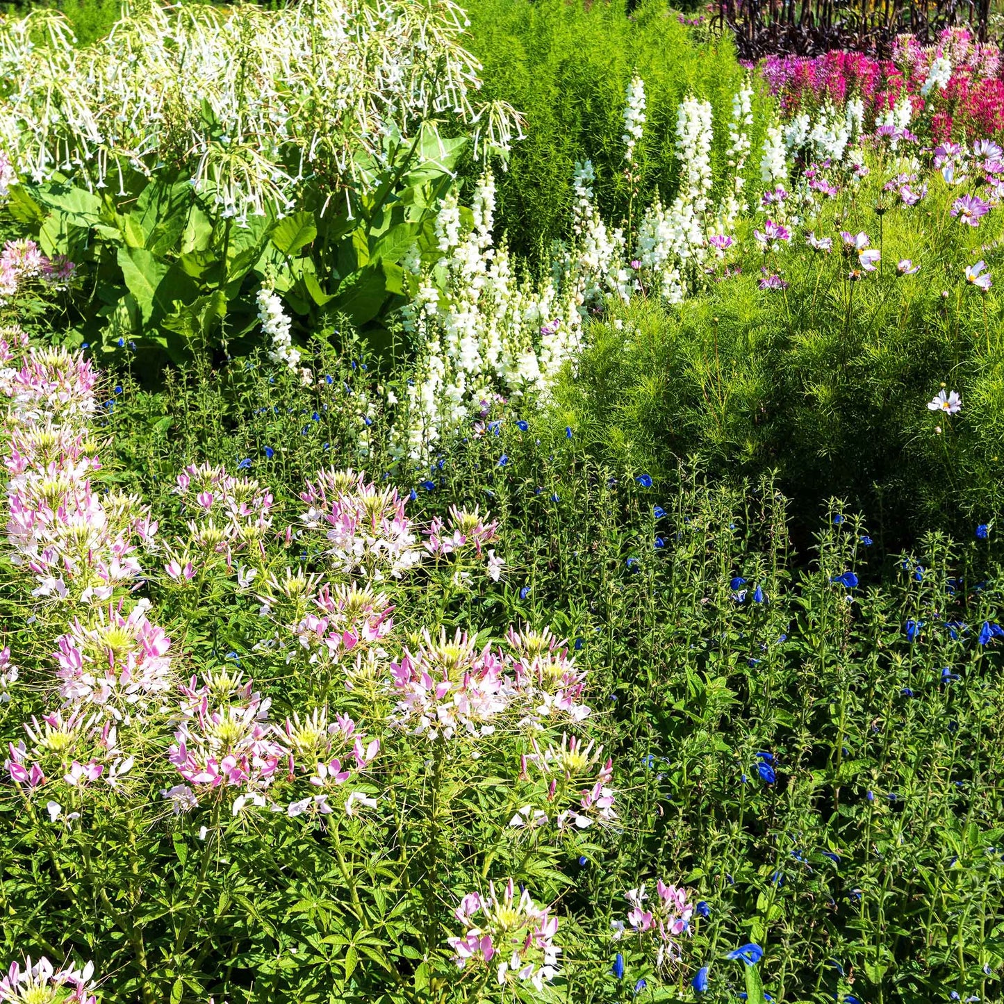 cleome sparkler blush