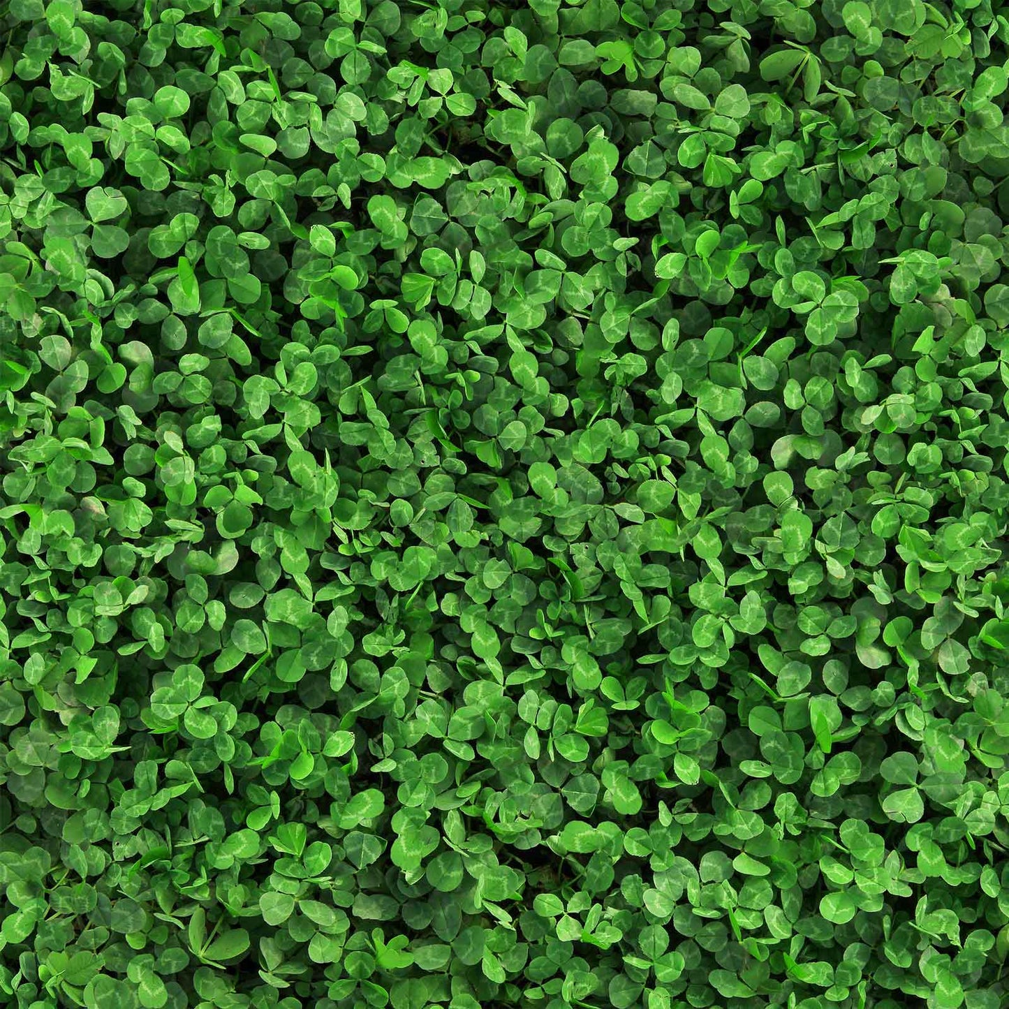Close-up of green microclover leaves