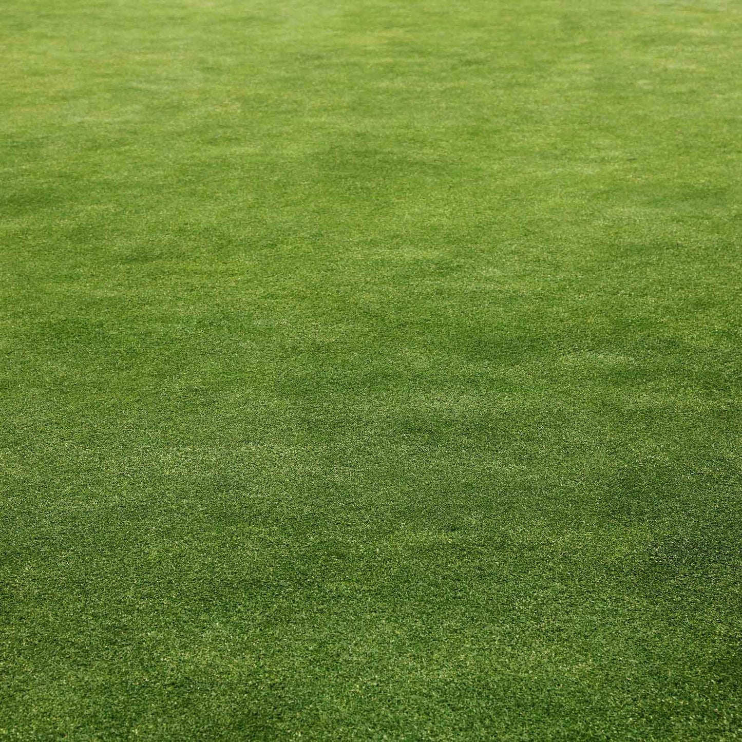 Grass field of microgreen clover