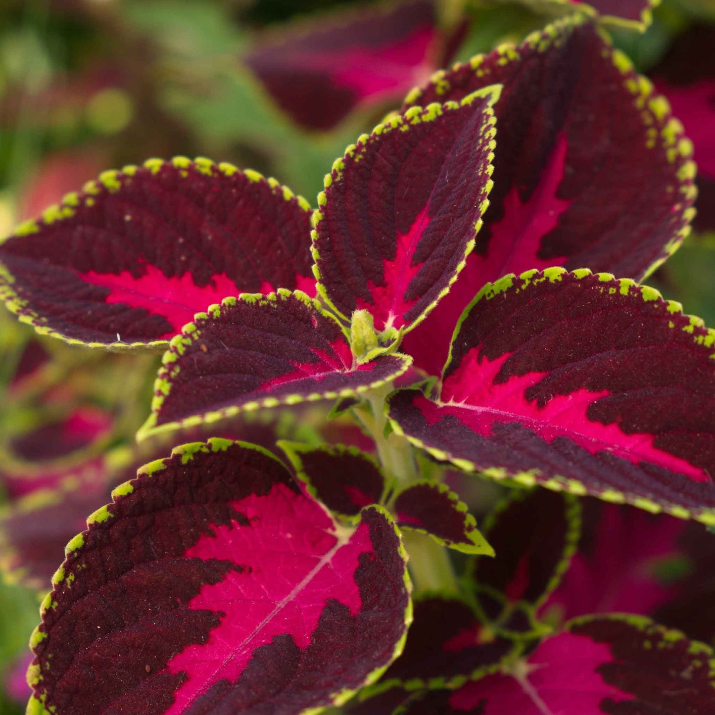 coleus chocolate covered cherry