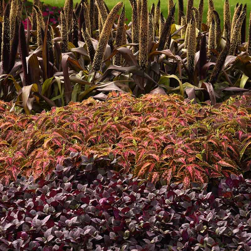 coleus coral candy