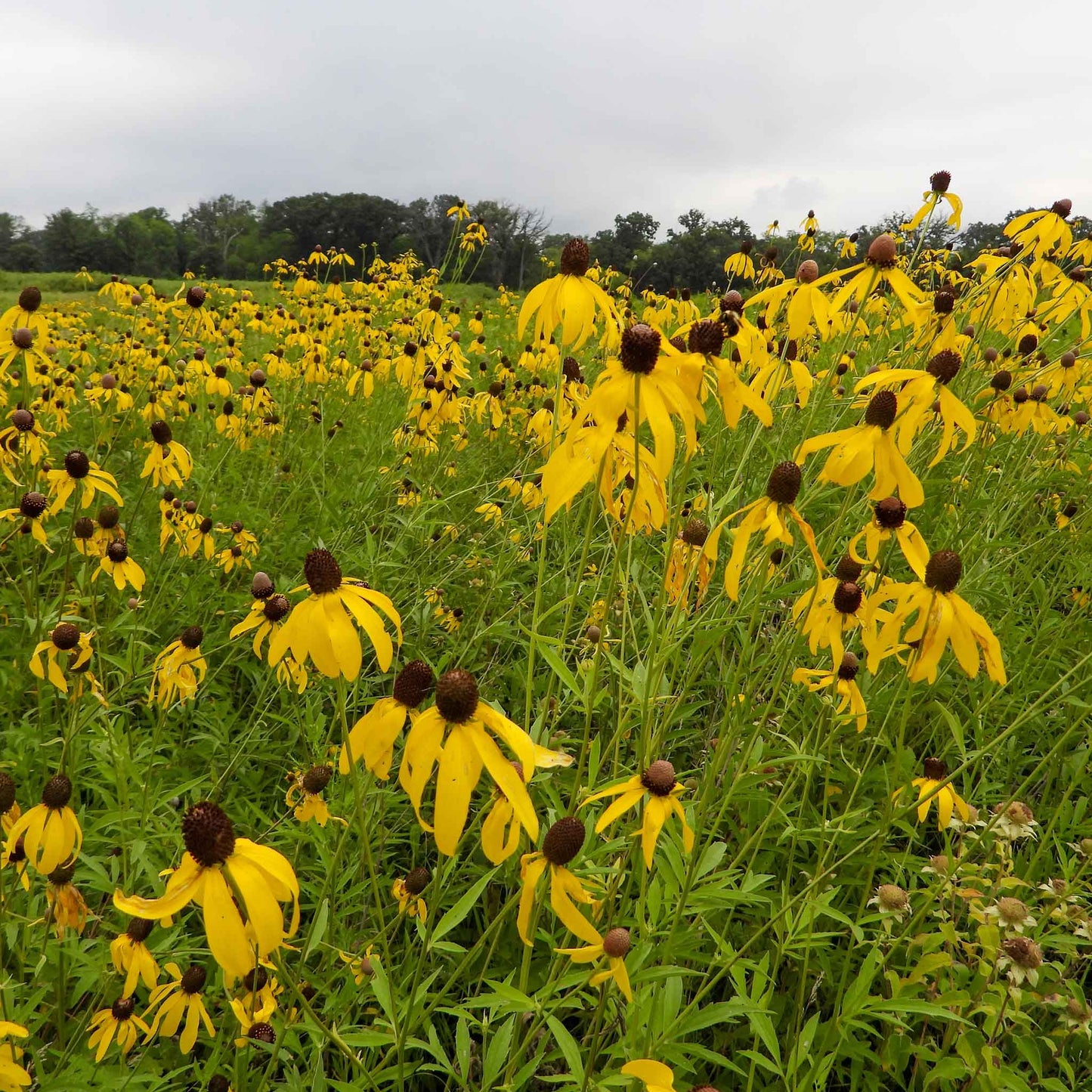 A field of yellow grey-headed coneflowers with dark brown centers growing in tall green grass under an overcast sky, with a line of trees in the distance.