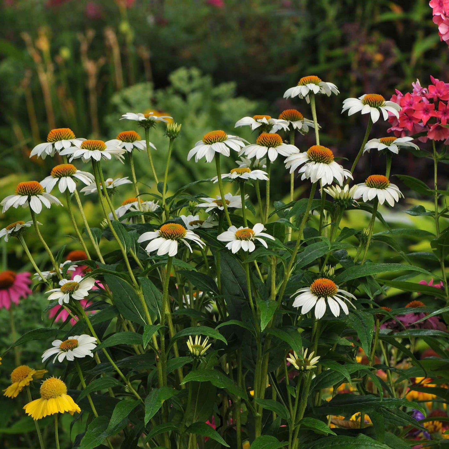 coneflower powwow white