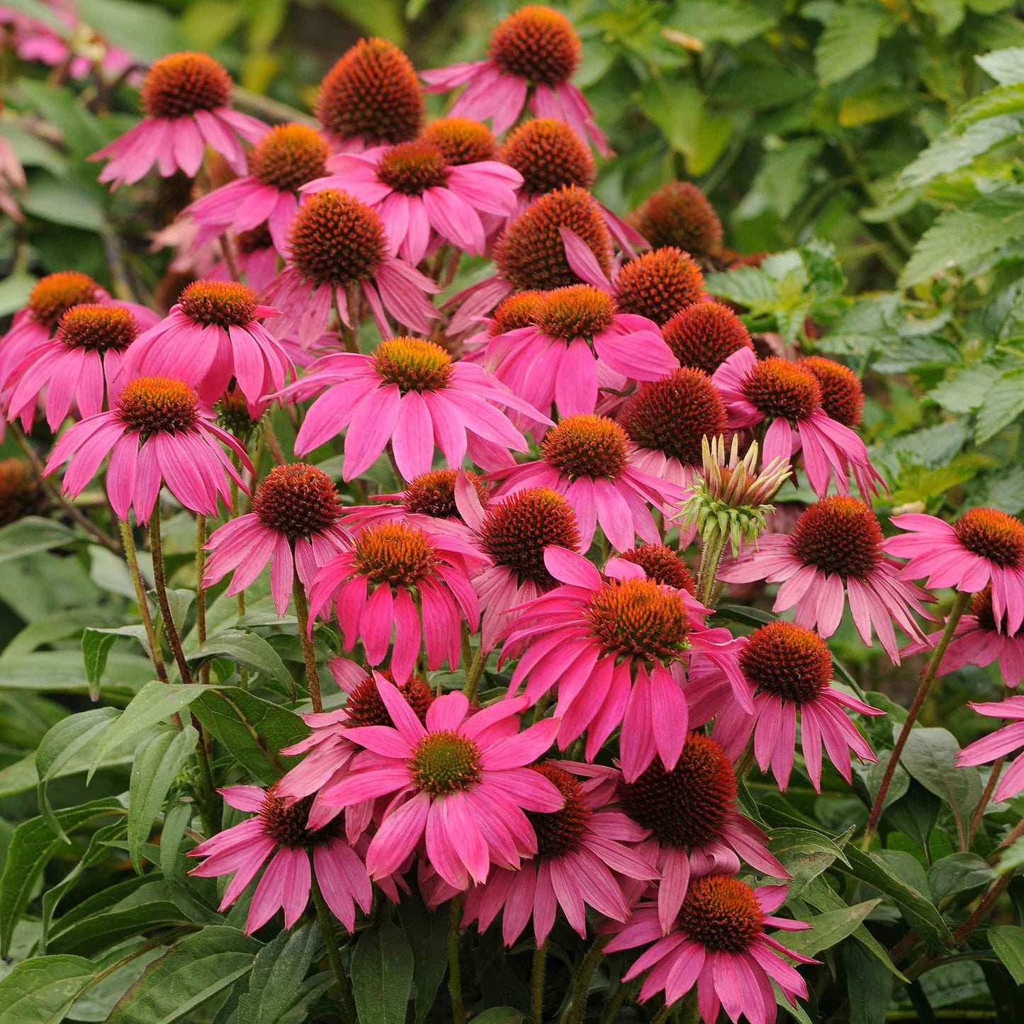 coneflower powwow wild berry