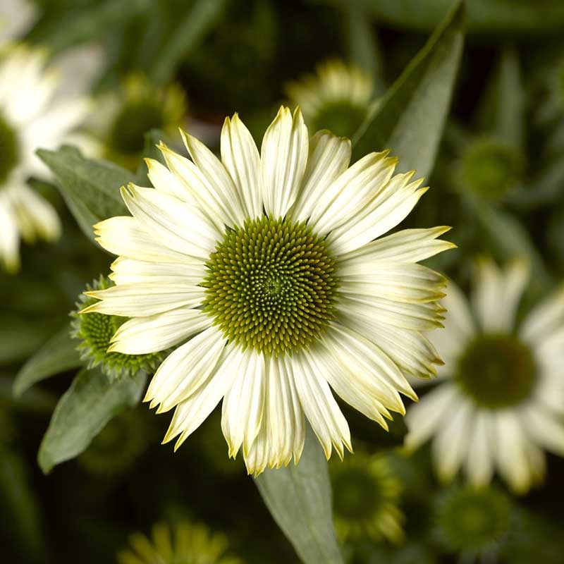 coneflower prairie splendor white