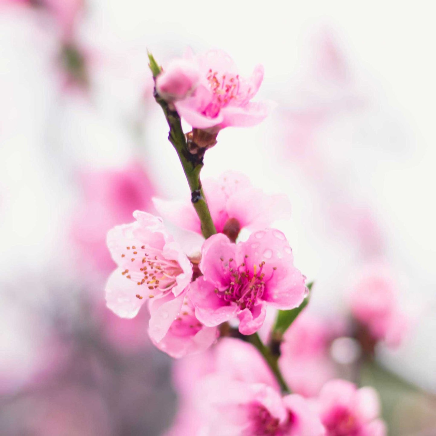 Contender Peach Tree