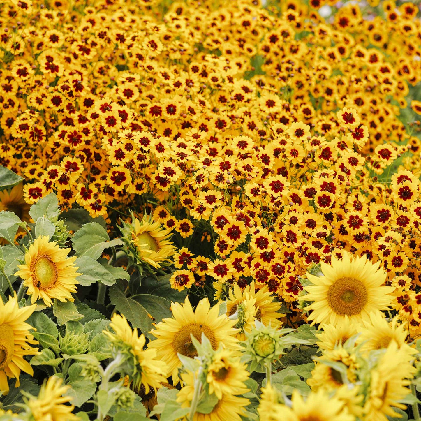 plains coreopsis