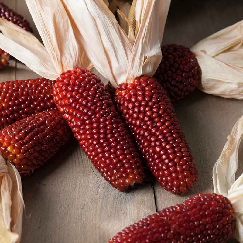strawberry popcorn seeds Strawberry Popcorn Corn Seeds, Organic
