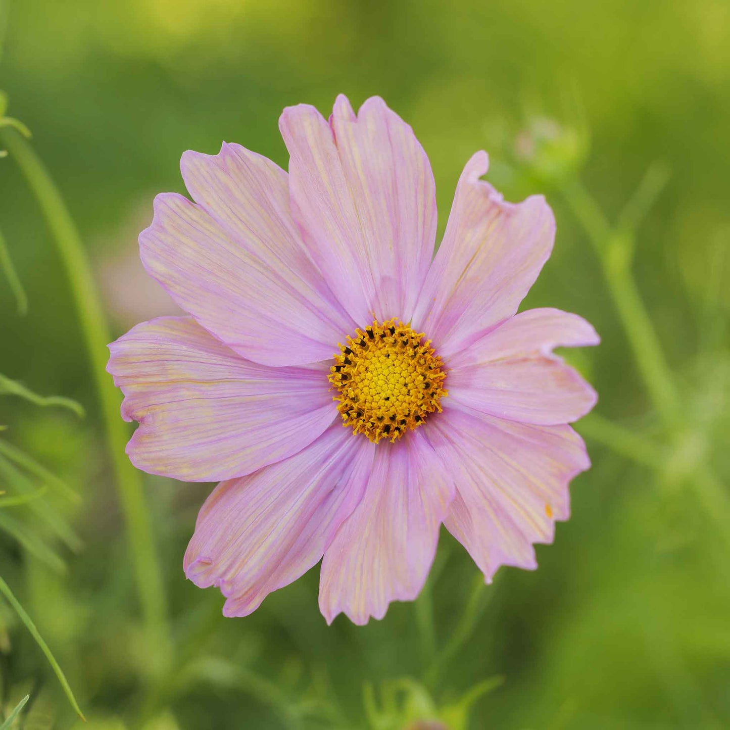 Close up of a pink cosmos apricotta with a blurred green background