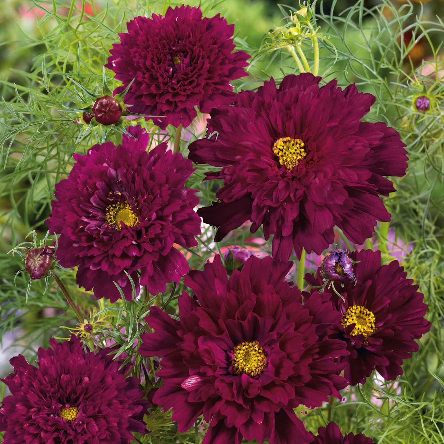 A close-up of a deep, cranberry-red, fully double Cosmos 'Double Click Cranberries' flower.